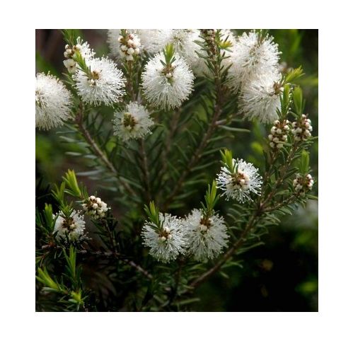 Tea Tree Arbre à thé Myrte à miel Vente en ligne de plants