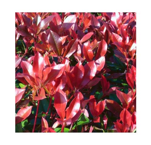 Photinia Dynamo Red  - Vente en ligne de plants de Photinia Dynamo Red   pas cher | Leaderplant