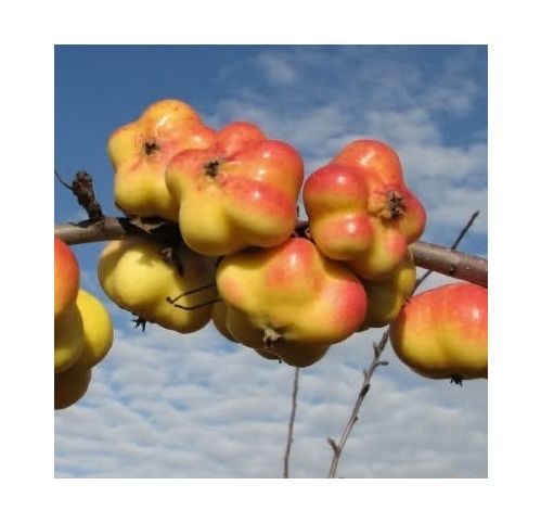 Pommier Apistar ® - Vente en ligne de plants de Pommier Apistar ® pas ...
