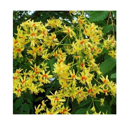 20 Graines De Savonnier (Koelreuteria Paniculata) – Arbre à Croissance Rapide, Facile