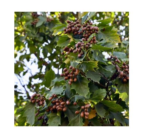 Alisier des Bois - Vente en ligne de plants de Alisier des Bois pas ...