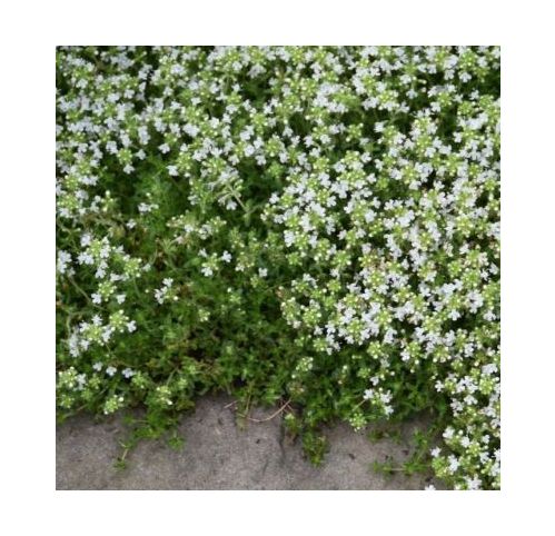 Thym Serpolet Graines De Thym Thymus Vulgaris - Sachet Environ 1000 Semences - Plante Aromatique Et Médicinale For Sale