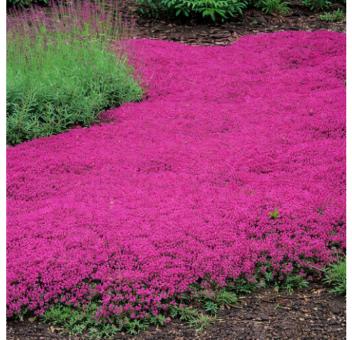 Thym Creeping Red ®