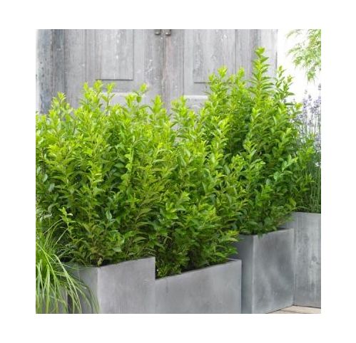 Trone de Californie Green Diamond  - Vente en ligne de plants de Trone  de Californie Green Diamond  pas cher | Leaderplant