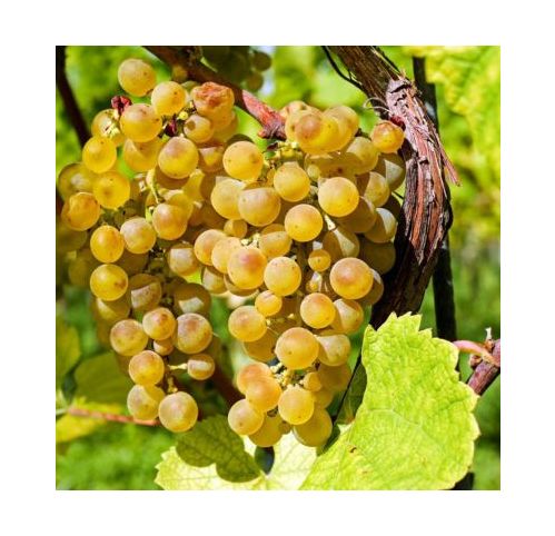 Vigne Noah - Vigne Fragola blanche - Vigne Fraise - Vente en ligne de  plants de Vigne Noah - Vigne Fragola blanche - Vigne Fraise pas cher