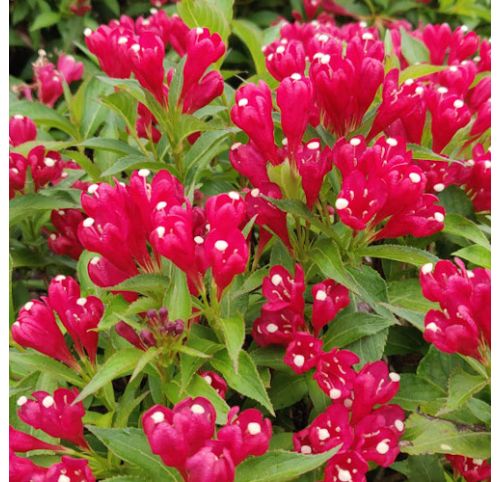 weigela_picobella-rosso_gp-2.jpg