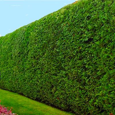 Cypres / Cyprès de Leyland - Leaderplant