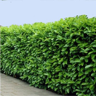 Laurier palme, Laurier du Caucase en mini-motte   - Leaderplant