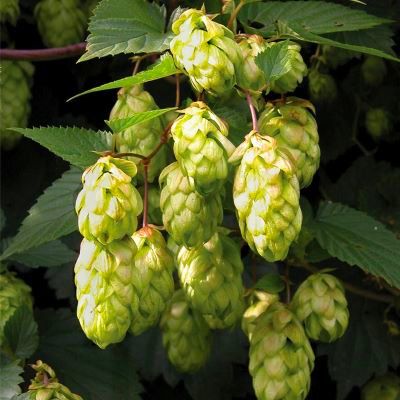 Houblon Prima Donna (femelle) - Leaderplant