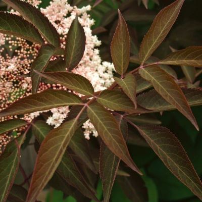 Sureau Chocolate Marzipan - Leaderplant