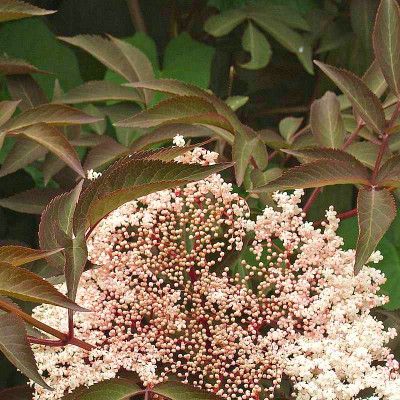 Sureau Chocolate Marzipan - Leaderplant