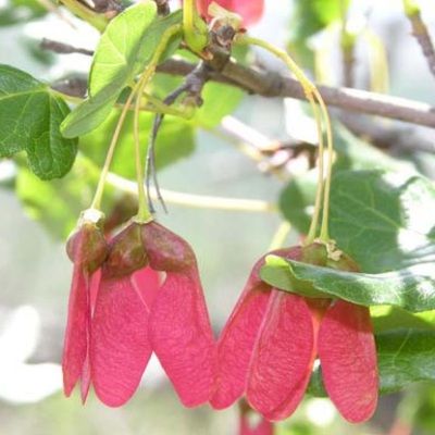 Érable de Montpellier  - Leaderplant