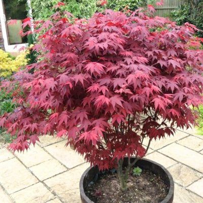 Érable du Japon Atropurpureum - Leaderplant