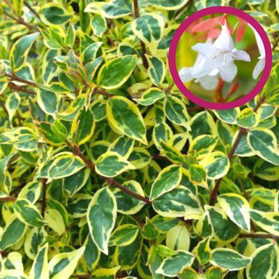 Abélia Sunshine Daydream ® - Leaderplant