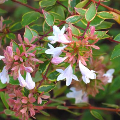 Abélia Sunshine Daydream ® - Leaderplant