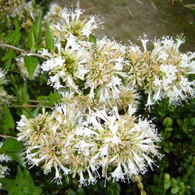 Abélia de Chine - Leaderplant