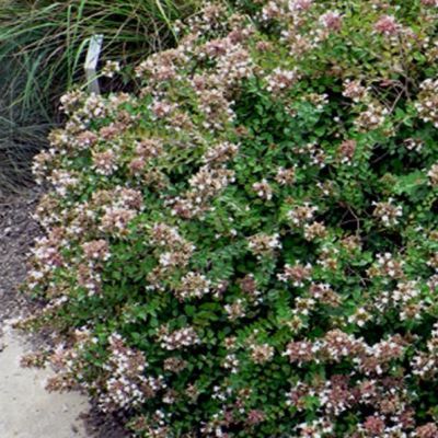 Abélia Edward Goucher - Leaderplant