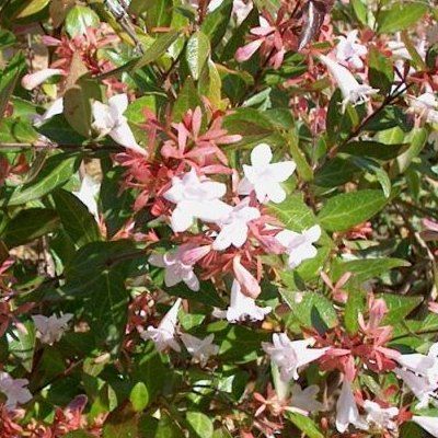 Abélia grandiflora - Leaderplant