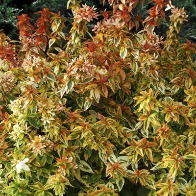 Abélia panaché Kaléidoscope ® - Leaderplant