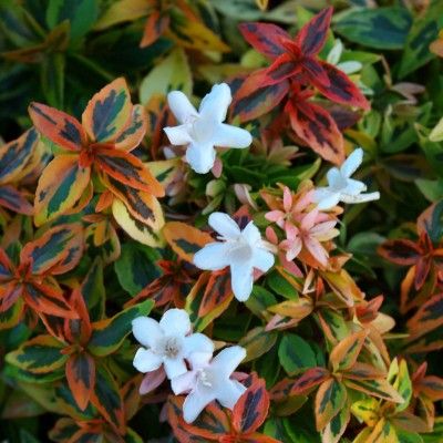 Abélia panaché Kaléidoscope ® - Leaderplant
