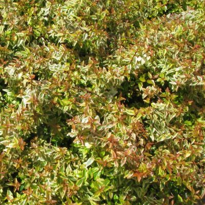 Abélia panaché Kaléidoscope ® - Leaderplant