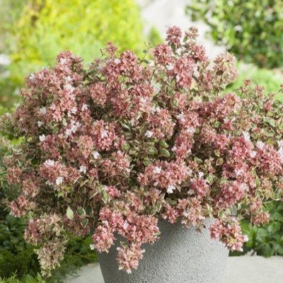 Abélia Magic Daydream ® - Leaderplant