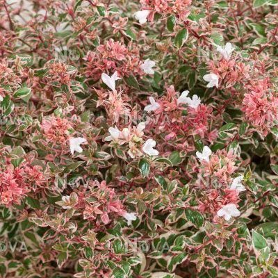 Abélia Magic Daydream ® - Leaderplant