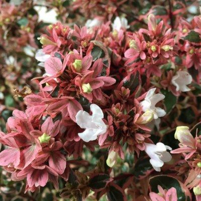 Abélia Magic Daydream ® - Leaderplant