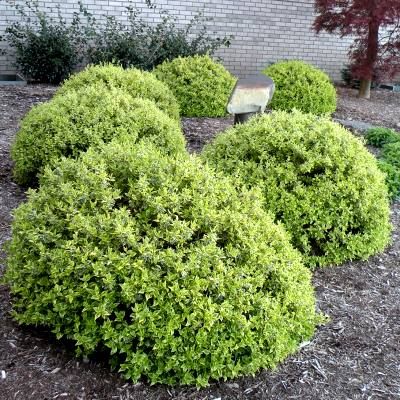 Abélia Radiance ® - Leaderplant