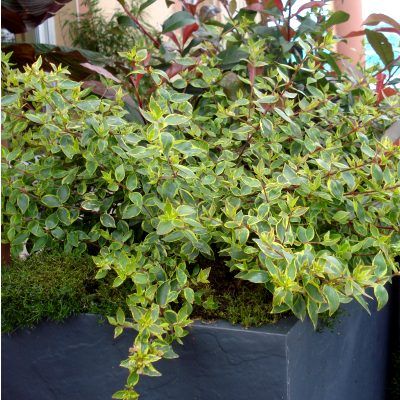 Bac Haie Brise-Vue Balcon 50L - Leaderplant