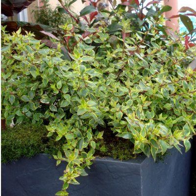 Abélia Radiance ® - Leaderplant