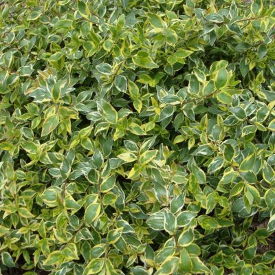 Abélia Radiance ® - Leaderplant