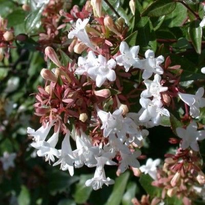 Abélia compact Sherwood - Leaderplant