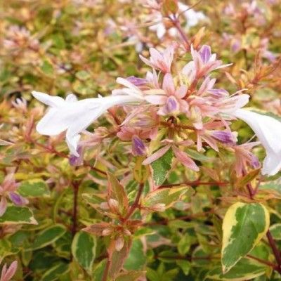 Abélia Sunshine Daydream ® - Leaderplant