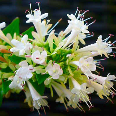 Abélia de Chine - Leaderplant