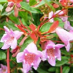 Abélia Edward Goucher - Leaderplant