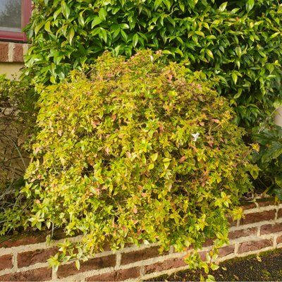 Abélia Sunshine Daydream ® - Leaderplant