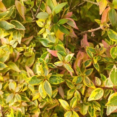 Abélia Sunshine Daydream ® - Leaderplant