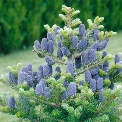 Sapin de Corée - Leaderplant