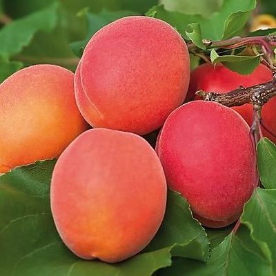 Abricotier Précoce de Saumur - Leaderplant
