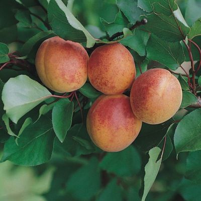 Abricotier Bergeron - Leaderplant