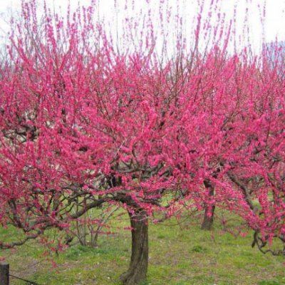 Abricotier Japonais Benichidori - Leaderplant