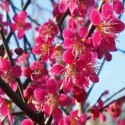 Abricotier Japonais Benichidori - Leaderplant