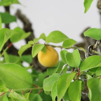 Abricotier Japonais Benichidori - Leaderplant