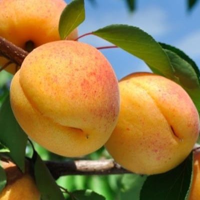 Abricotier Goldrich - Leaderplant