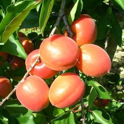 Abricotier nain Apricot Me Mirlo Fruit Me ® - Leaderplant