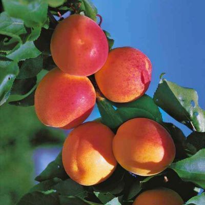 Abricotier Peche de Nancy - Leaderplant