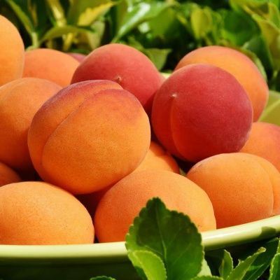 Abricotier Polonais - Leaderplant
