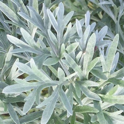 Absinthe - Anti-Pucerons - Leaderplant