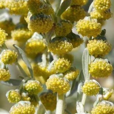 Absinthe - Anti-Pucerons - Leaderplant